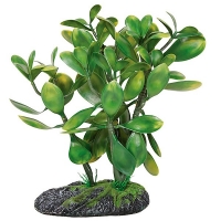 Растение террариумное Крассула REP25003 