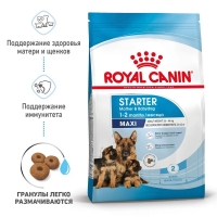 Royal Canin Maxi Starter Корм сухой для щенков крупных размеров до 2-х месяцев, беременных и кормящих сук 4кг