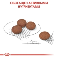 Royal Canin Mini Digestive Care Корм сухой для взрослых собак мелких размеров с чувствительным пищеварением 1кг