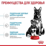 Royal Canin Maxi Starter Корм сухой для щенков крупных размеров до 2-х месяцев, беременных и кормящих сук 4кг