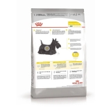 Royal Canin Mini Dermacomfort Корм сухой для взрослых собак мелких размеров при раздражениях и зуде кожи 3кг