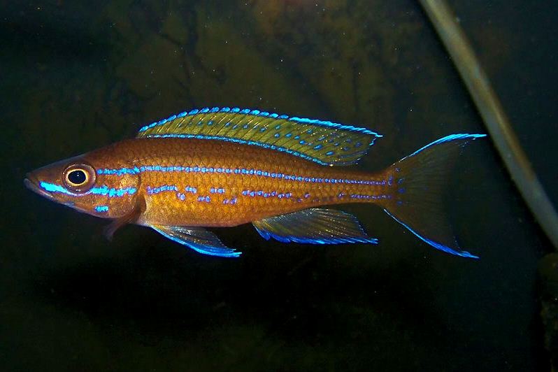 Парациприхромис (Paracyprichromis nigripinnis)