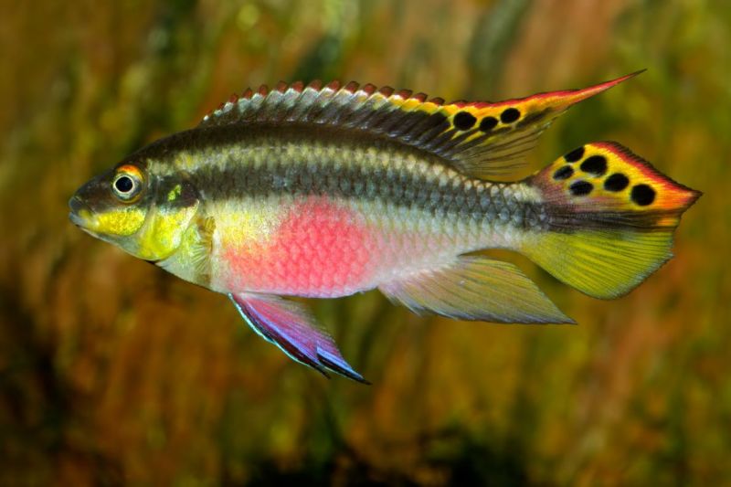 Попугай обыкновенный (pelvicachromis pulcher)