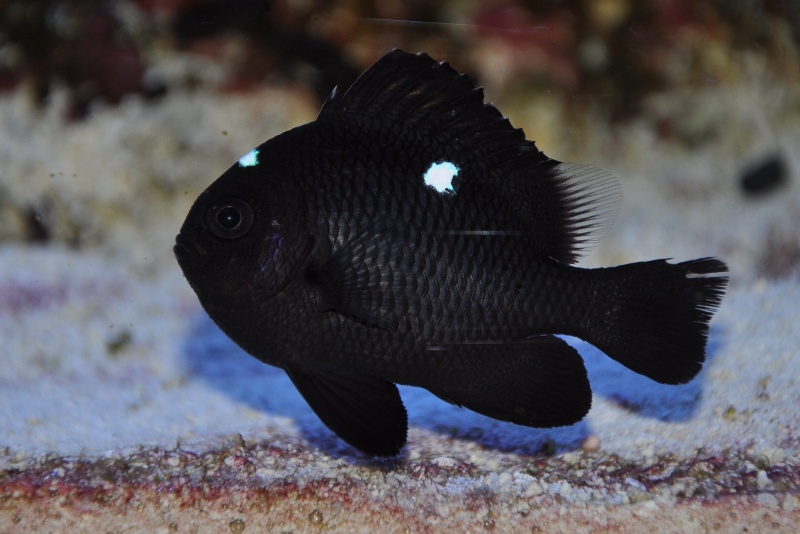 Рыба-домино (Dascyllus trimaculatus)