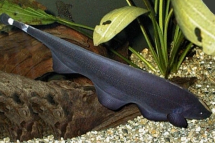 Рыба-Нож (Apteronotus albifrons)