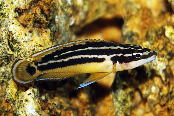 Юлидохромис (Julidochromis ornatus)