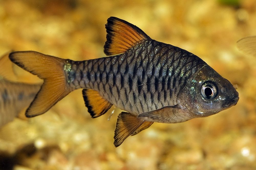 Барбус олиголепис (Barbus oligolepis)