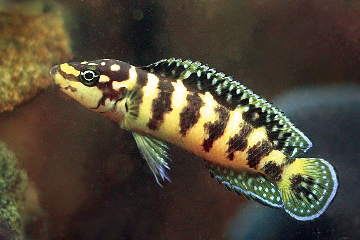 Масковый юлидохромис (Julidochromis transcriptus)