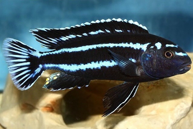 Меланохромис Иохана (Melanochromis Johanni)