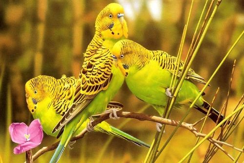волнистые попугаи в природе