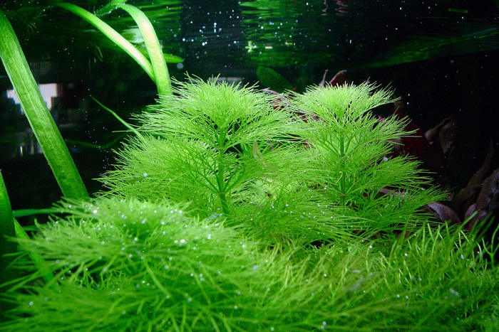 article fish 1