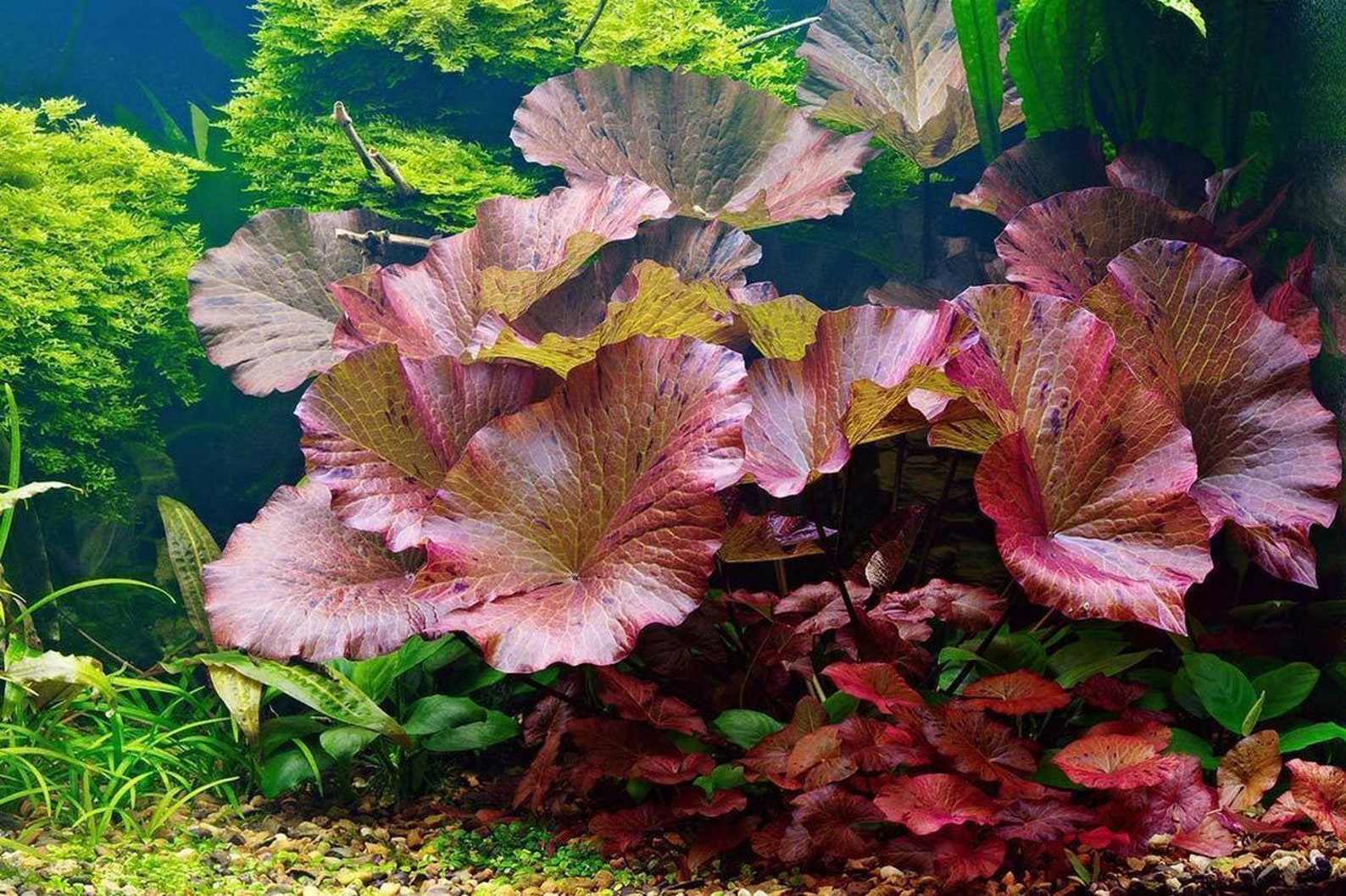 article fish 9